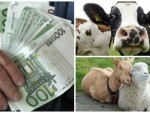 Termen 15 zile la plata subvențiilor APIA pe cap animal!