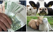 Termenul de 10 zile care vă salvează subvenția APIA pe cap animal!