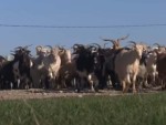 Crescătoarea din România învățată în Germania cum să-și țină turma de 1000 de capre și vaci!