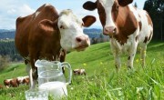 Subvenția APIA de 340 euro/vacă lapte plătită anul ăsta și pentru minim 5 vaci și pentru minim 10 vaci!