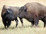 800 de bizoni le vor popula păşunile comunale