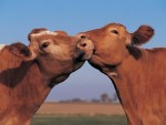 Subvenție nouă! Fermierii care au sub 10 capete de bovine ar putea primi o plată suplimentară pe suprafață!