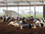 Ferme de lapte suspecte de fraudă în Olanda