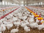 Transavia are drept ţintă în 2014 asigurarea integrală a necesarului de cereale pentru hrana păsărilor