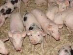 Gripa „porcină”: ghid pentru crescători şi veterinari