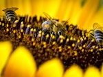 Legea apiculturii, dezbătută de Comisia pentru agricultură