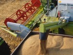 Egiptul este interesat de importul direct de cereale, dar şi de investiţii în agricultura României