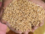 Există posibilitatea INTERZICERII exporturilor de grâu?