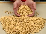 India importă pentru prima dată şrot din soia modificată genetic
