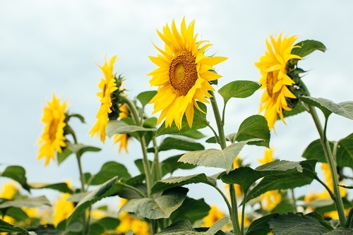 Active Molecules for Combating Ambrosia Season_Corteva Agriscience_Crops Productivity_b