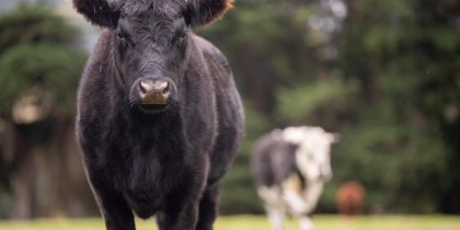 În atenția crescătorilor de vaci! Cum recunoașteți semnele bolii care face ravagii în ferme!