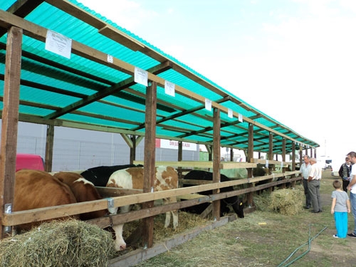 Apulum-Agraria-15---Bovine_b