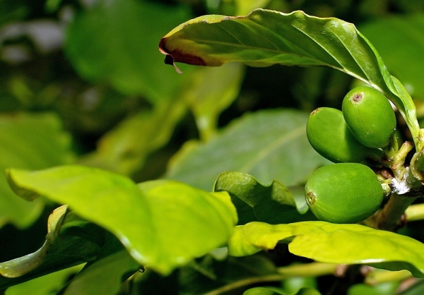 arbore-de-cafea_b arbore-de-cafea_b