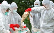 ANSVSA ASTĂZI: Nou focar de gripă aviară la granița cu România!