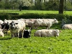 Performanță în fermă de vaci: 450 kg în doar 19 luni!