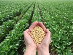 Ce spune șeful Agriculturii românești despre cultivarea de soia modificată genetic?