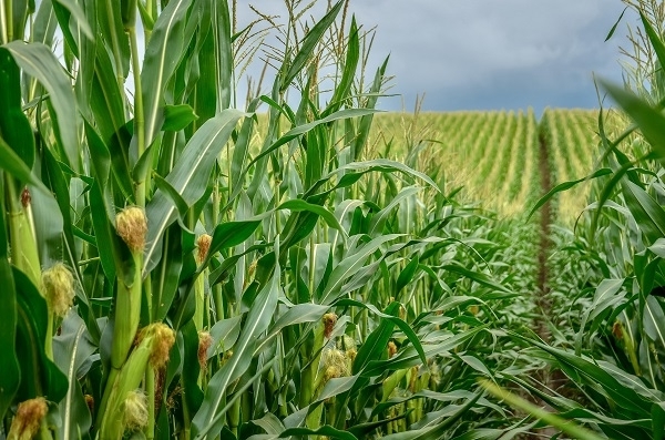 Boosting Agriculture Productivity With a New Way of Thinking_Corteva Agriscience_b