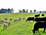 Tânăr oier vine cu soluția ca pășunile să nu mai fie împărțite între cei din primării și rudele lor!