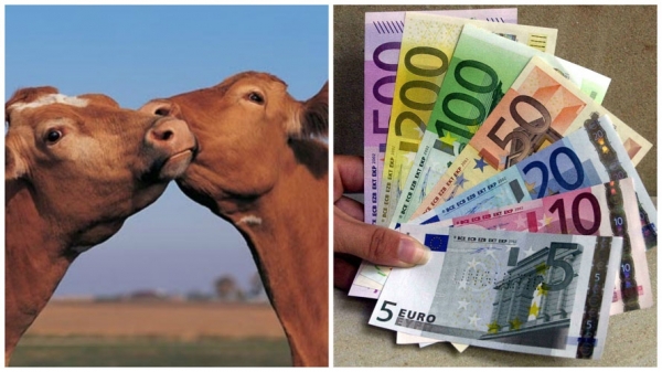 Modificarea rasei bovinei solicitată la plata ANT sau SCZ!