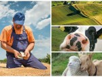 Program Guvernare Ciucă: Măsuri de sprijin pentru fermieri prin ajutor de stat!