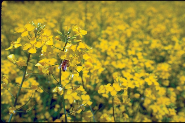 Corteva Agriscience_Canola Crop_Sclerotinia Protector technology in Romania_b Corteva Agriscience_Canola Crop_Sclerotinia Protector technology in Romania_b