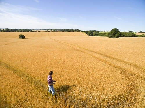 Corteva Agriscience_Enhancing Cereal Crop Growth Through Seed Treatment_b