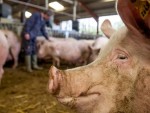 Vicepreședinte ANSVSA: Porcul sacrificat în gospodărie se mănâncâ în familie!