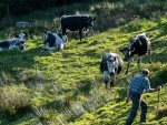 Micii crescători care au minim 3 vaci iau anul acesta subvenția APIA pe cap de vacă!