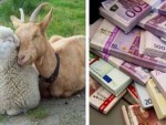 Cum se calculează ANT oi/capre, subvenția APIA mică, pentru acest an!
