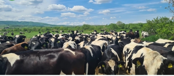 Ce profit face cea mai mare fermă de vaci din România!