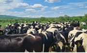 Ce profit face cea mai mare fermă de vaci din România!