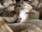 Decizie Comisia Europeană privind bunăstarea animalelor din ferme!