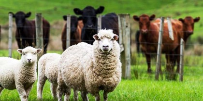 Șef ANSVSA: Deschidem exportul de ovine, bovine şi caprine!