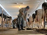 Calendar bani AFIR noiembrie: Ajutor 300.000 euro/ferma de animale!