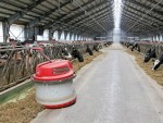 Mare crescător de vaci spune care este acum prețul laptelui la poarta fermei!