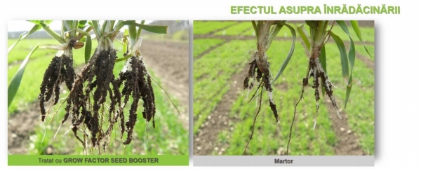 Grow Factor_efect inradacinare ecof_b Grow Factor_efect inradacinare ecof_b