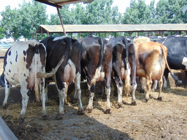 holstein-ferma-petcu_b