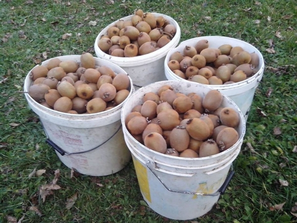 kiwi_b