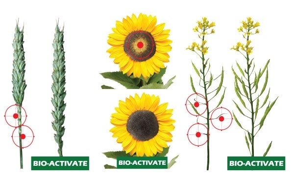 Machete-web-04 bio activate_b