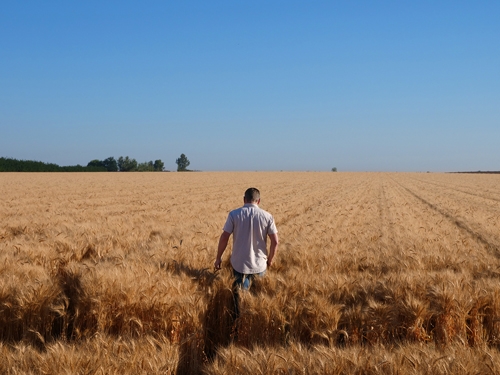 Man in wheat_Corteva Agriscience_Cutting edge technologies protect the health of crops in Romania_b