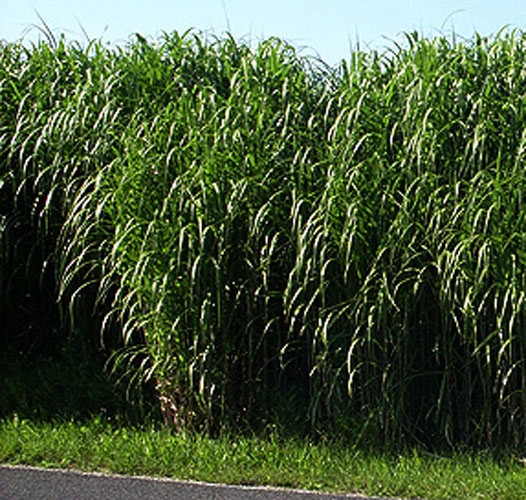 miscanthus_b miscanthus_b