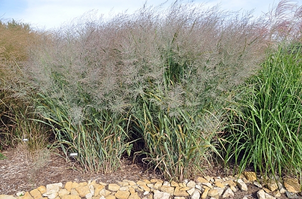 Panicum_virgatum_b