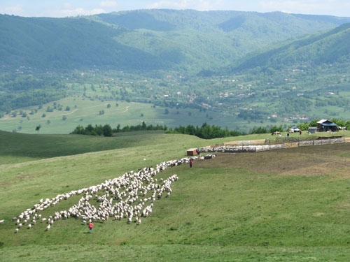 pasuni-montane_b