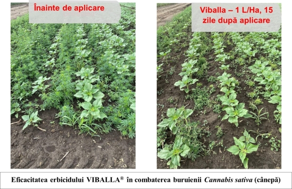 Picture2_b Picture2_b