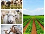 MADR anunț ASTĂZI: Plăți agro-mediu și climă pentru fermieri, crescători de animale!