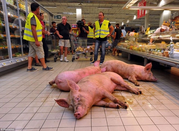 porci-supermarket-franta_b