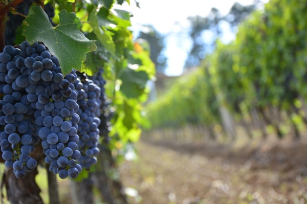 Print_Royal vineyard grapes_b