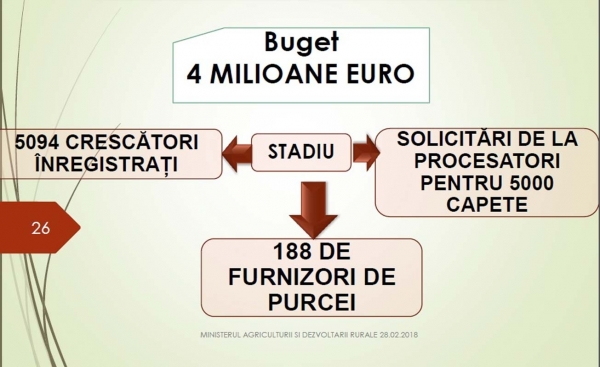 purcei-prezentare_b purcei-prezentare_b