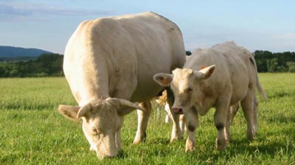 rasa charolais doi_b