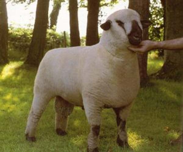 rasa-hampshire_b